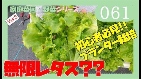 レタスの育て方 初心者におすすめ！リーフレタス【家庭菜園】無限に収穫できちゃうプランター栽培 By園芸チャンネル 061 Youtube