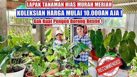 Lapak Tanaman Hias Murah Meriah Harga Mulai 10 000an Aja Nasen