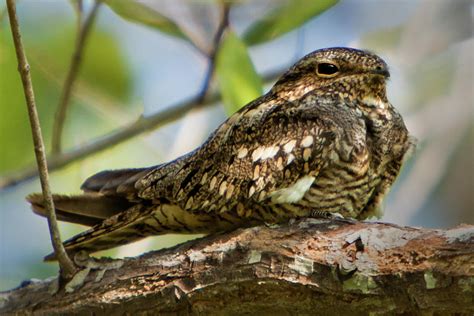 Common Nighthawk Photograph By Jurgen Lorenzen Fine Art America