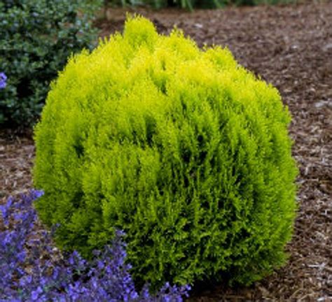 Thuja orientalis 'Morgan' Dwarf Golden Chinese Arborvitae - Kigi Nursery