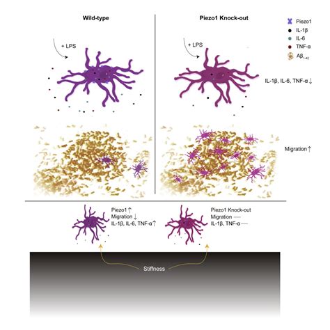 The Mechanosensitive Ion Channel Piezo Modulates The Migration And