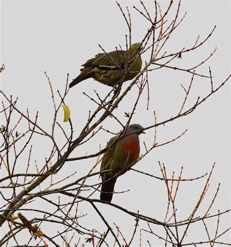 Sex And The Birds Mating Systems Bird Ecology Study Group