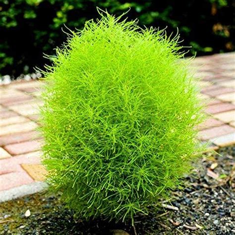 Kochia Scoparia Plants Seeds Organic Summer Cypress Grass Herb