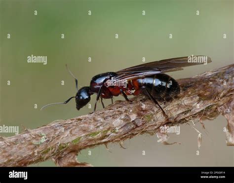 Southern Wood Ant Formica Rufa Adult Female Winged Queen Cannobina