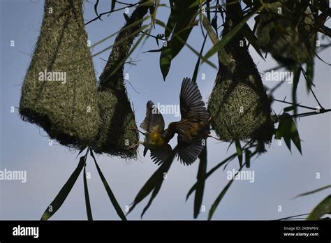 Male Baya Weaver Birds Fight As Building Its Nest At Lalitpur Nepal On