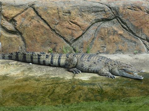 Crocodylus Mindorensis Philippine Crocodile In Pittsburgh Zoo And Ppg