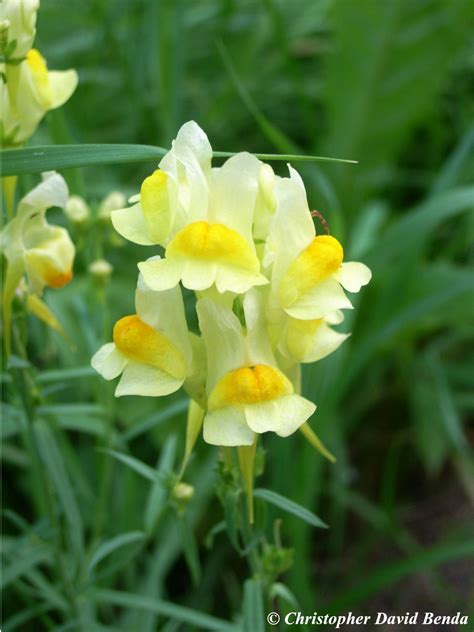 Linaria vulgaris | Illinois Botanizer