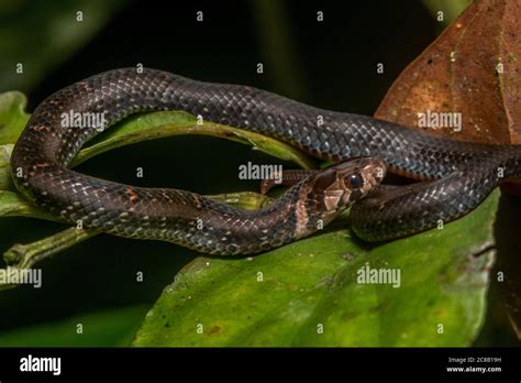 jeweled kukri snake oligodon everetti  small nonvenomous species