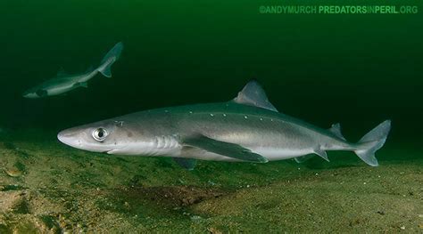 Species at Risk. Spiny Dogfish