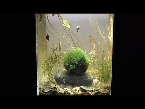 DIY Aquarium LED Light : r/aquarium_garden