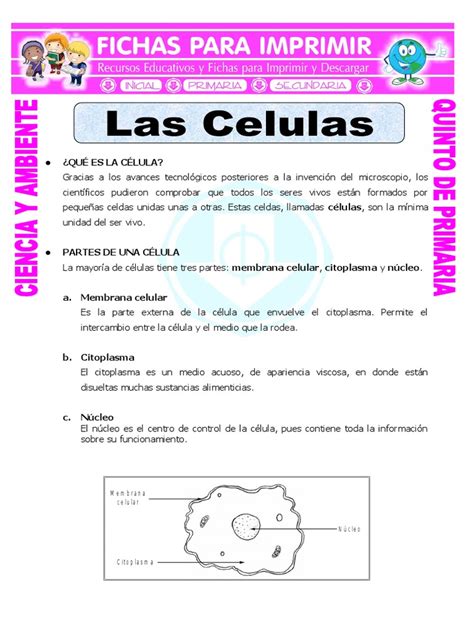 Ficha Las Celulas Para Quinto De Primaria Citoplasma Biología Celular