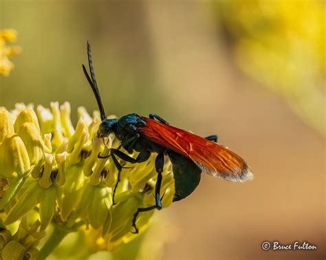 P1013011 Pepsis Formosa Tarantula Hawk Wasp On Asclepias Flickr