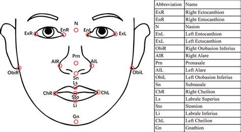 Positions And Definitions Of The 17 Landmarks 17 Anatomical Landmarks