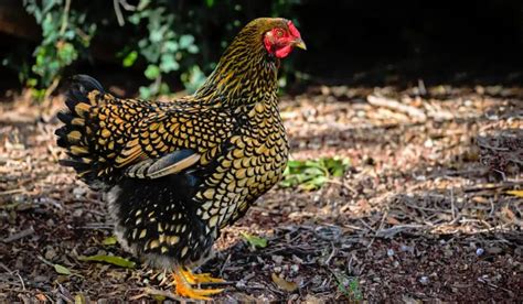 Wyandotte Chickens Breed Profile Facts Photos And Care