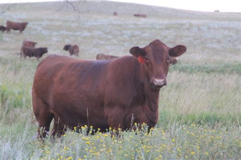 Red Angus Embryos For Sale Sb10 3073 Sire Buyer