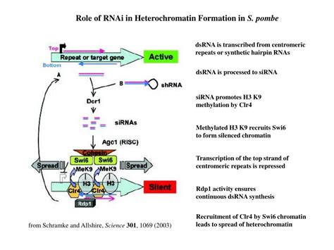 PPT - Heterochromatin PowerPoint Presentation, free download - ID:759476