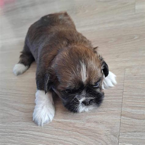 Pies Rasy Shih Tzu Arn W Olx Pl