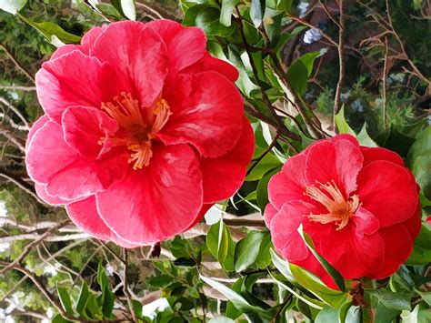 Red Camellia Flowers Free Stock Photo Public Domain Pictures