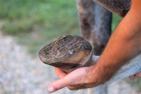 Hoof Abscess in Horses: Causes, Symptoms, Treatment, and Prevention - Horse Speedy