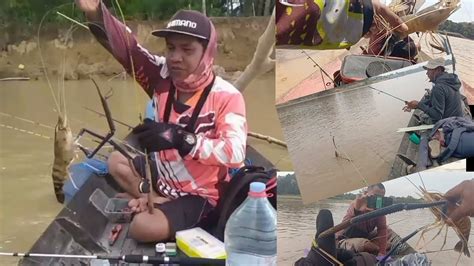 Gerombolan Udang Galah Terbaik Udang Galah Sungai Kahayan Kalimantan