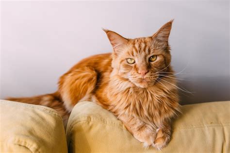 Premium Photo Beautiful Red Big Cat Maine Coon Sits At Home