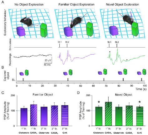 Memory Induced Synaptic Plasticity A During The Novel Object