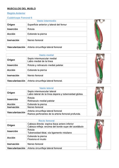 Musculos Del Muslo Musculos Del Muslo Regi N Anterior Cu Driceps