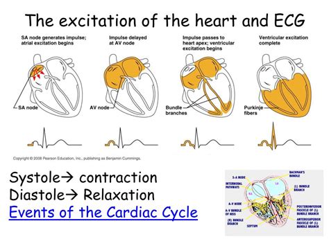 Ppt Trace The Pathway Of Blood Through The Body Using The