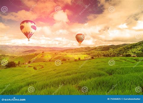 Balloon Flying On Rice Field Rice Field In Mountain Or Rice Terrace In