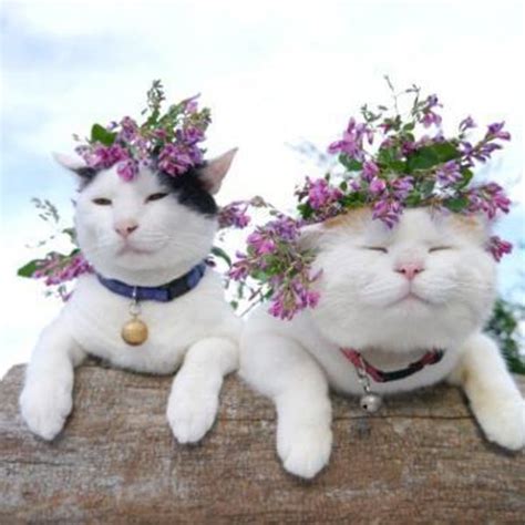 Cute Kittens Love Flowers Pretty Cats Cats Cute Animals