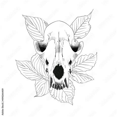 Fox Skull Drawing