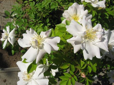 роза Morden Snowbeauty Канадские розы из питомника Blomqvist Plantskola ...