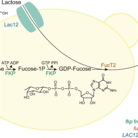 Production Of 2′ Fucosyllactose 2 Fl By Fed Batch Fermentation Of The