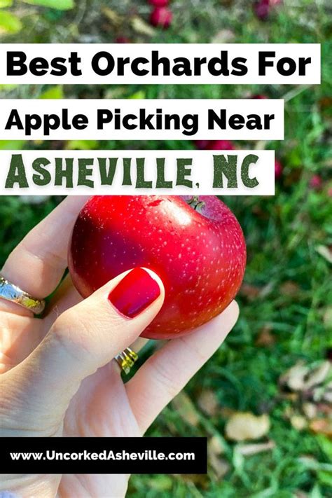 Best Hendersonville Apple Orchards Near Asheville And Why We Love Them