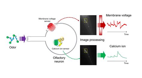 Scientists Uncover Insights Into Neuron Function By Simultaneously