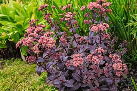 Sedum Telephium Emperor S Waves 40 Seeds Emperor S Stonecrop