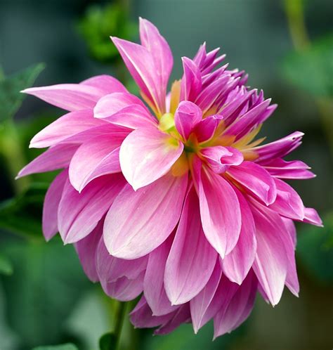 Dahlia Flower Pink Free Photo On Pixabay Pixabay