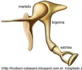 Univag Analise A Ilustra O Dos Oss Culos Da Orelha M Dia Humana