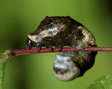 Giant Swallowtail Caterpillar In Profile Photograph By Doris Potter