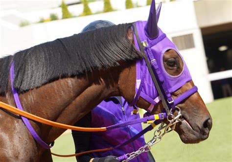 9月24日中山競馬⭐︎2歳新馬⭐︎ヒロインコール 公式：黒澤ひかりのキラキラ日記～magic Kiss Lovers Only～