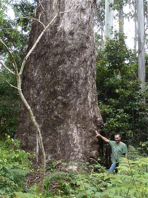 Australias Largest Trees Big Tree Giant Trees Australias Biggest