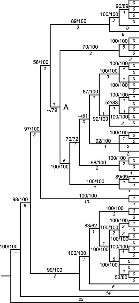 Combination Of The Consensus Tree Of 1000 Replicate Bootstraps Analysis