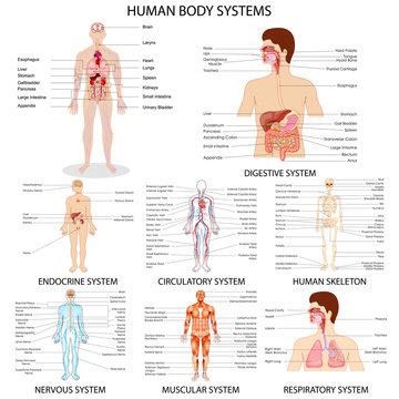 Nervous System Realistic Chart Royalty Free Vector Image Off