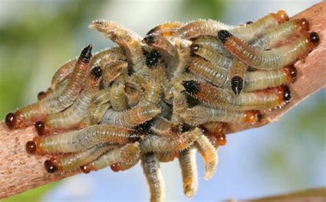 fly larvae spitfires