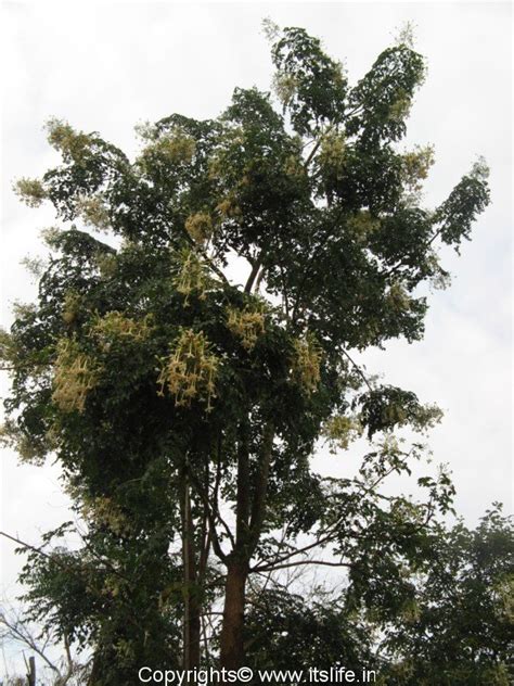 Akash Mallige Tree Indian Cork Tree Gardening Trees