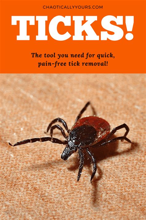 The BEST Tool for Removing Ticks This Summer! - Chaotically Yours