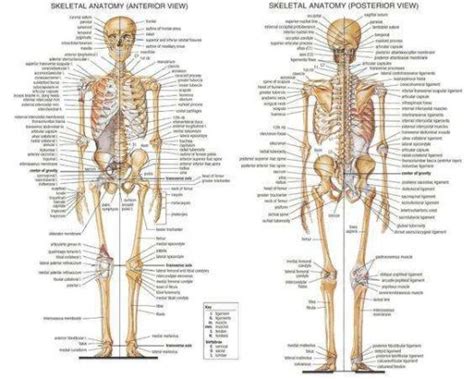 206 Bones Of The Body Diagram