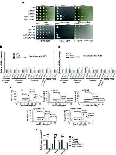 SNF4 Deletion Impaired Cell Wall Integrity Leading To Sensitivity To