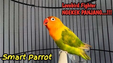 Burung Lovebird Ngekek Panjang Memanggil Lawan Pancingan Lovebird