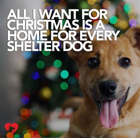 All I Want For Christmas Is A Home For Every Shelter Dog